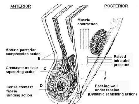 lacunar ligament abdominal and pelvic anatomy gross Anatomy Of Inguinal ...