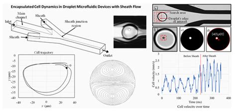 Micromachines Free Full Text Encapsulated Cell Dynamics In Droplet