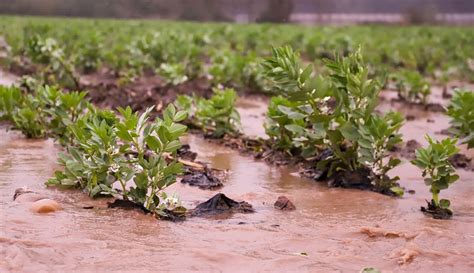 Ministerio De Agricultura Decreta Emergencia Agr Cola En Comunas De