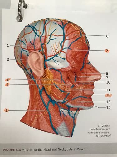 Anatomy Lab Exam 2 Flashcards Quizlet