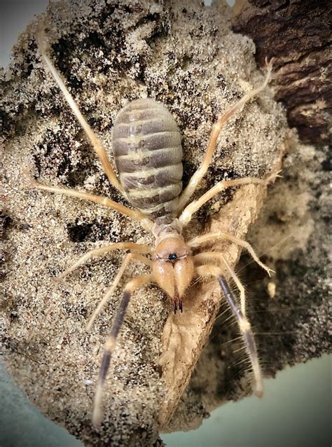 Galeodes Araneoides Camel Spider 5cm