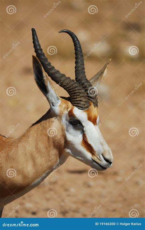 Springbok Antidorcas Marsupialis Stock Photo Image Of Park Natural