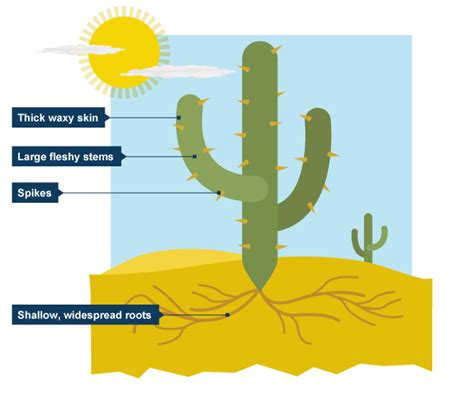 How Water Is Moved Through A Cactus Diagrams (a) Mechanism U