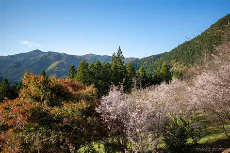 城峯公園の冬桜と紅葉 Tomos Photos