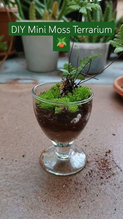 How To Grow Moss In Terrariumeasy Tutorial Propagation Tips Diy