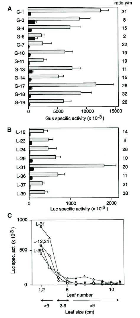 The N Benthamiana Pcna Promoter Is Regulated Developmentally A