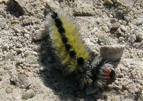 Caterpillar Ctenucha Virginica Bugguide Net