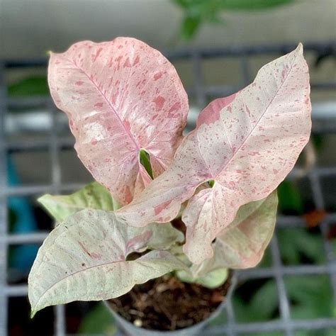 Understanding Syngonium Pink Spot A Comprehensive Guide