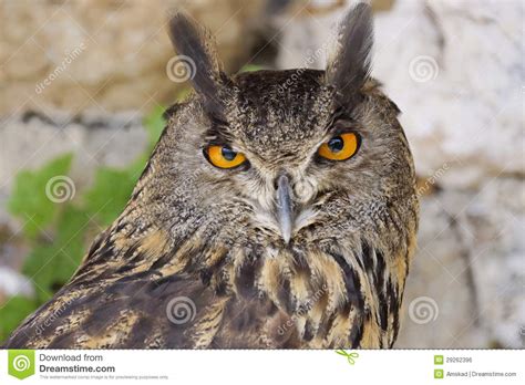 Raptors Stock Photo Image Of Beak Scavenger Perception 29262396