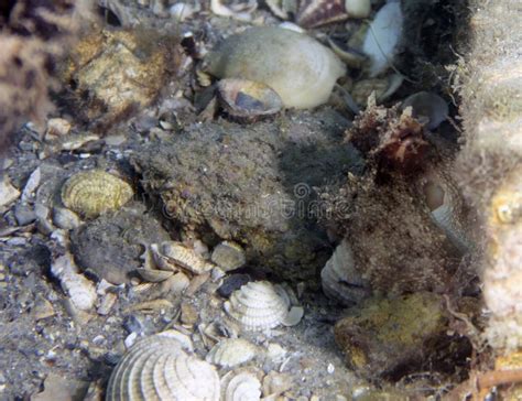 A Common Octopus (Octopus Cyanea) in Florida Stock Image - Image of western, camouflage: 315448899