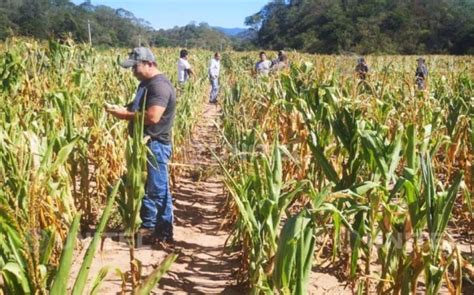 Sequ A Provoca P Rdida De Hect Reas De Ma Z En Lagunillas