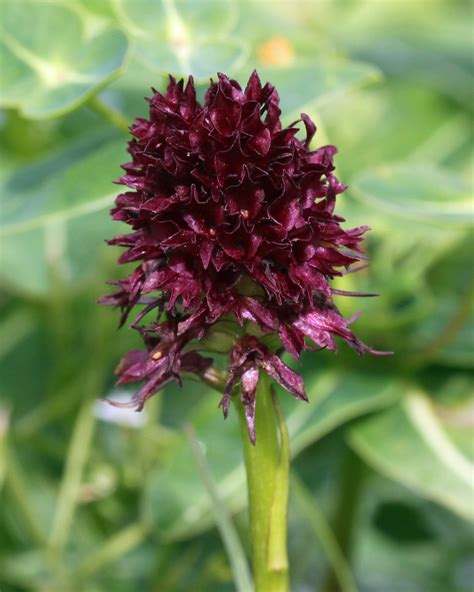 Black Vanilla Orchid Nigritella Gabasiana John B46 Flickr