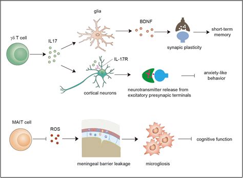 Frontiers Unconventional T Cells In Brain Homeostasis Injury And