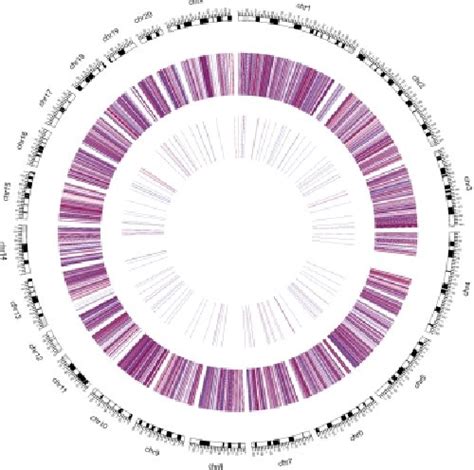 Heat Maps Showing Expression Profiles Of Lncrnas Circrnas Mrnas And Download Scientific