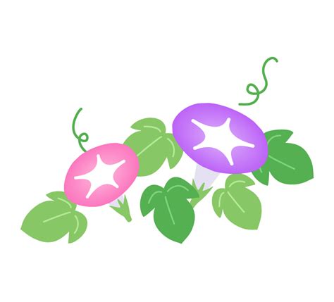 紫色とピンク色の朝顔の花のイラスト フリー素材 イラストミント