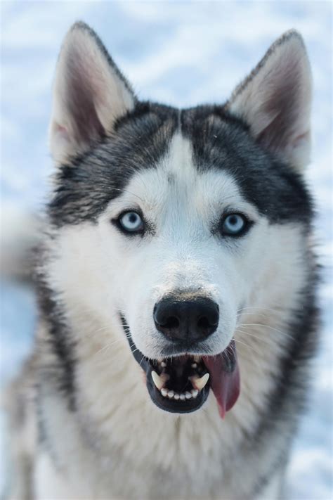 Siberian Husky Photos, Download The BEST Free Siberian Husky Stock Photos & HD Images