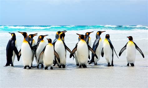 King Penguins - Penguins Photo (37478305) - Fanpop