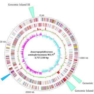 Circular Representation Of The A Aminofermentans M T Chromosome