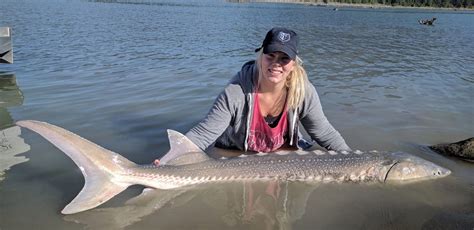 Fraser River Sturgeon Fishing Pictures - Johnny's Sport Fishing