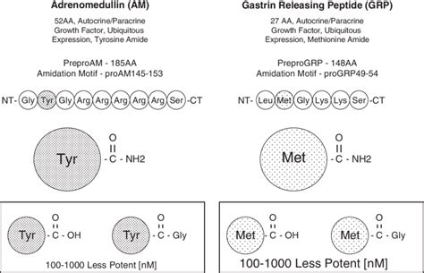 Carboxy Terminal Amidation Of Peptides A Hallmark Of Peptide