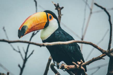 50 Surprising Toucan Facts To Brighten Up Your Life - Facts.net