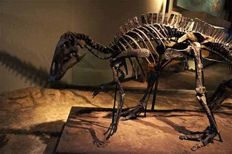 Maiasaura Hadrosaur Ornitopod Dinosaur Maiasaura Peebles… Flickr