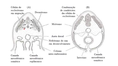 In Cio Do Desenvolvimento Vertebrado Mesoderma E Endoderma Youtube