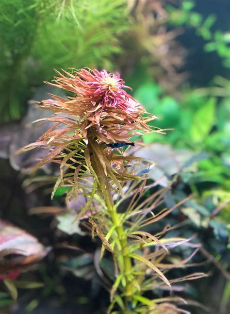 Ludwigia inclinata var. verticillata 'Pantanal' : r/PlantedTank