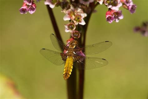 Dragonfly wings 207742 photos free download