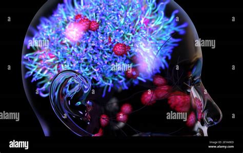 Covid Virus Infecting The Brain Illustration Stock Photo Alamy