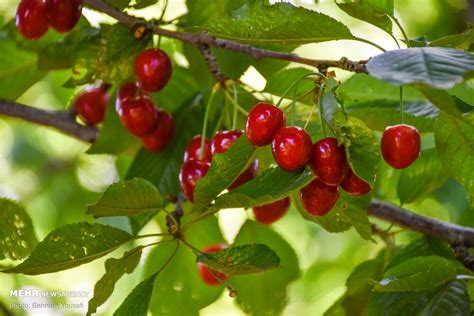 Mehr News Agency - Harvesting cherry, sour cherry trees in Markazi Prov.