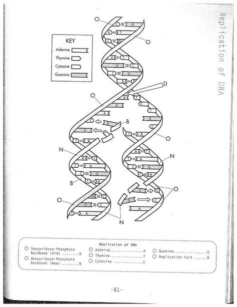 Worksheet Structure Of Dna And Replication