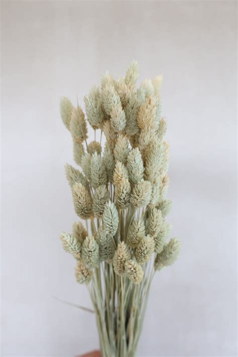 Natural Dried Phalaris Grass Flowerfantasee