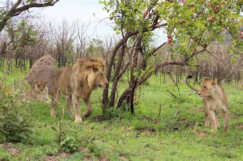 Les Lions Sauvage Safari Photo Gratuite Sur Pixabay Pixabay