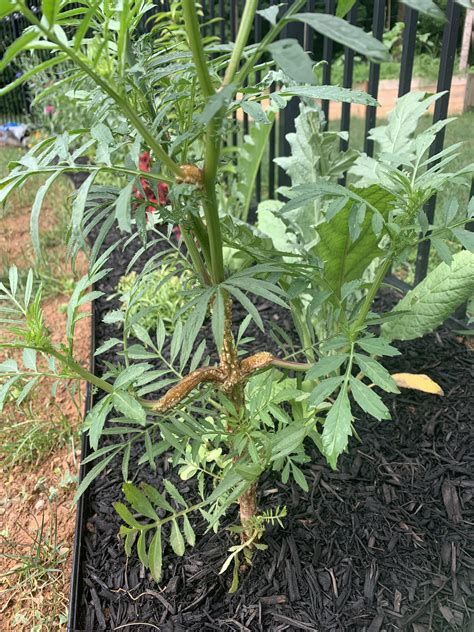 Marigold with strange issue with its stem. Any ideas what that is from and if I should do ...