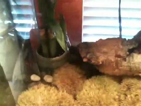 Bumblebee Toad African Dwarf Frog Tanks YouTube