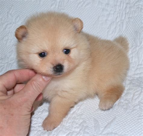 List 96 Pictures Pomeranian Puppy Uglies Pictures Excellent