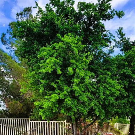 Texas Ebony Desert Shade Nursery