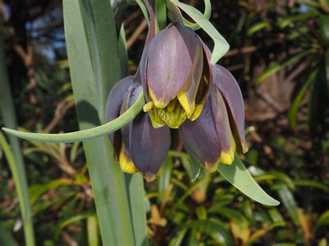 Fritillaria Michailovskyi Fomin Plants Of The World Online Kew Science