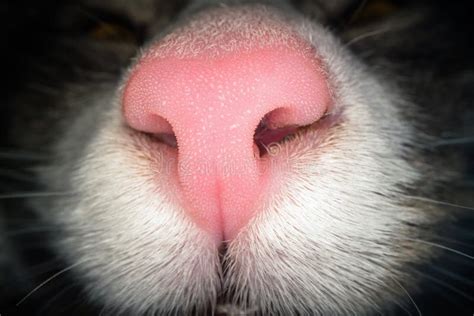 Macro Shot Of Pink Cat Nose Close Up View Of Domestic Cat Nostrils