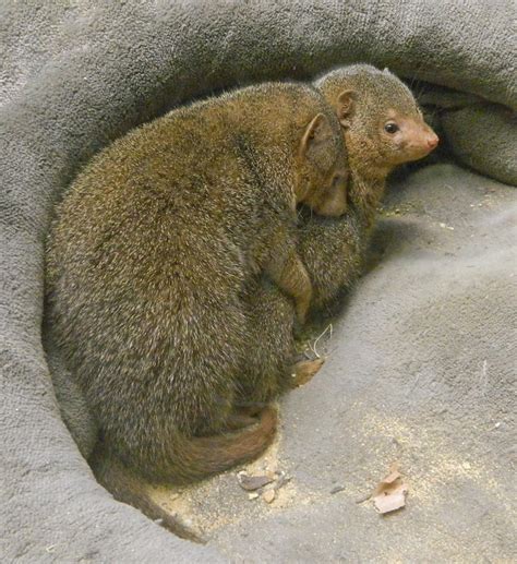 Keeping Warm Dwarf Mongooses Photograph By Emmy Vickers Pixels