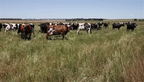 Canadians Swallow Gippsland Dairy Farms