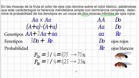 Cruces Monoh Bridos Cruces De Dos Heterocigotos Youtube