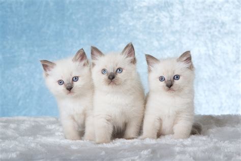 Ragdoll Kittens For Sale in Alabama: Breeders List 2025 - Catster