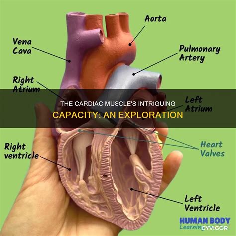 cardiac muscles intriguing capacity  exploration cyvigor