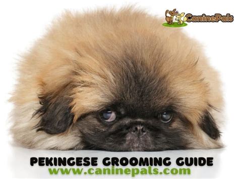 Pekingese Grooming Styles Explained in Detail - Canine Pals