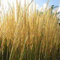 Native Grasses Hertzler George