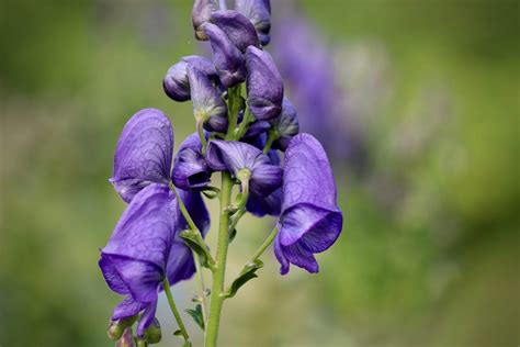 Aconitum Napellus Remediu Homeopat Indica Ii Simptome Cheie