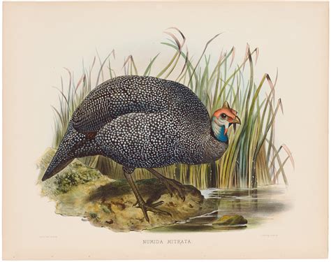 Elliot Pheasants Pl 14 Tiara D Guinea Fowl A Monograph Of The