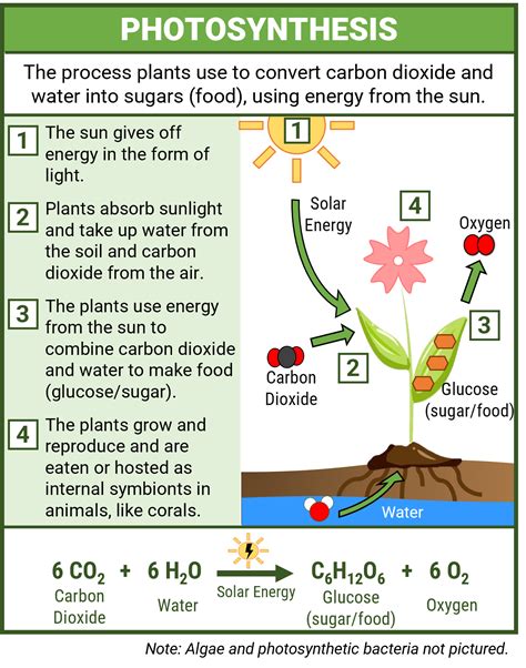 Chemosynthesis Deep Ocean Education Project 53 Off